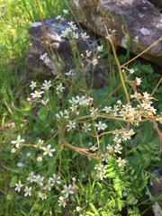 Micranthes californica