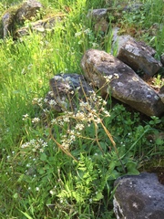 Micranthes californica