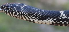 Lampropeltis getula