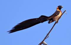 Long-Tailed Paradise Whydah photo 4
