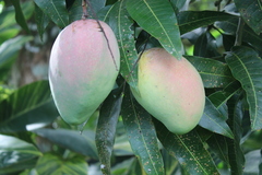 Mangifera indica image