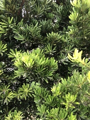 Podocarpus costalis