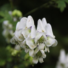 Aconitum taigicola