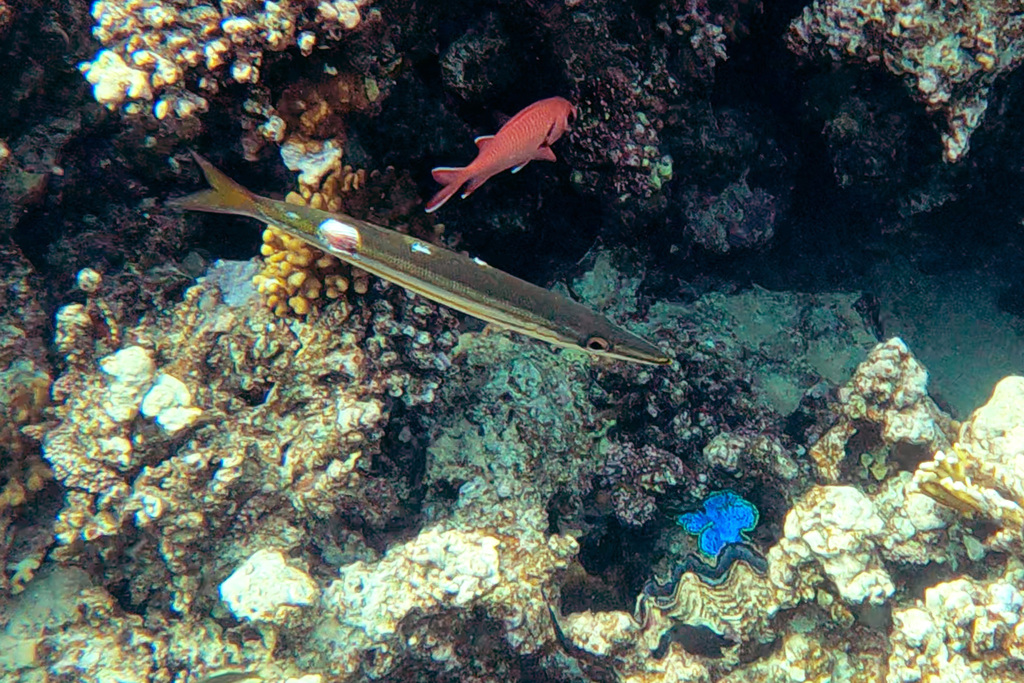 Iburi Barracuda