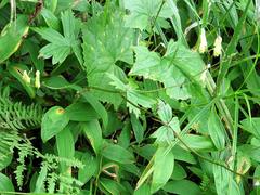 Aconitum umbrosum