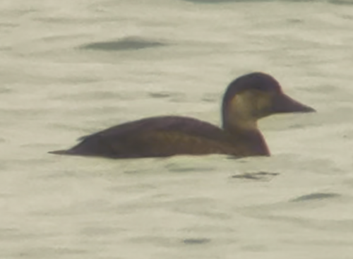 Negrón común (Melanitta nigra)