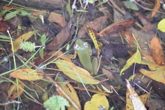 Zhangixalus prasinatus