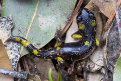 Ensatina eschscholtzii croceater