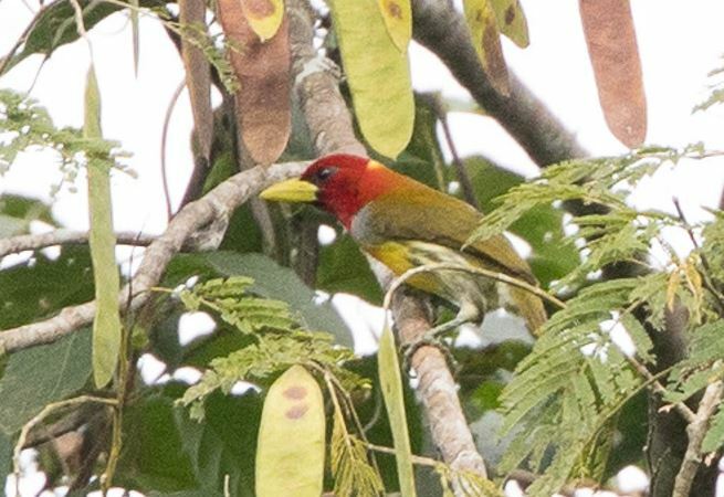 Scarlet-hooded Barbet (Eubucco tucinkae), photo 2