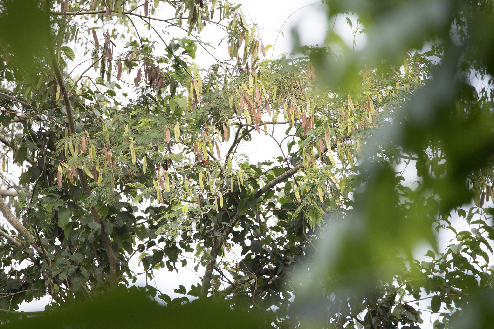 Scarlet-hooded Barbet (Eubucco tucinkae), photo 3