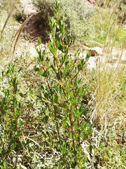 Kageneckia lanceolata