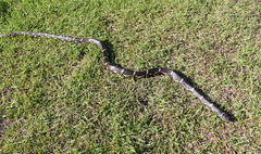 Lampropeltis getula