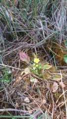 Ranunculus ophioglossifolius