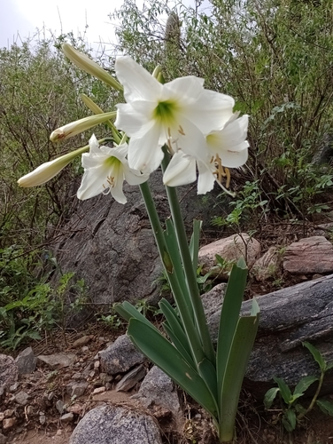 Hippeastrum argentinum