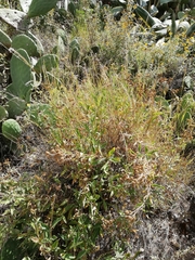 Verbesina boliviana