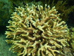 Stylophora