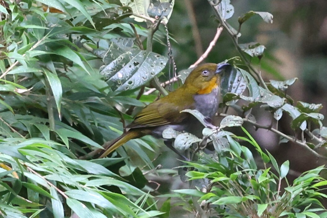 Short-billed Chlorospingus (Chlorospingus parvirostris)