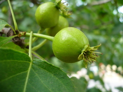 Pyrus ussuriensis