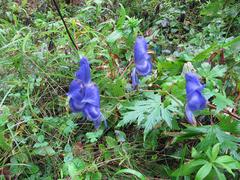 Aconitum fischeri