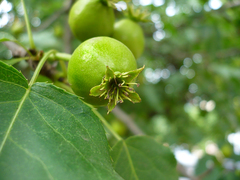 Pyrus ussuriensis