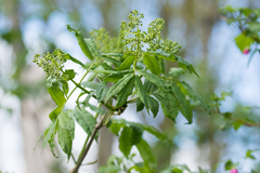 Sambucus racemosa racemosa