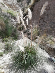 Cortaderia speciosa