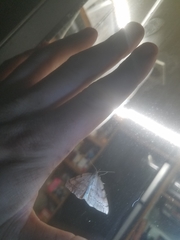 Thallophaga hyperborea