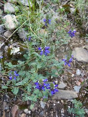 Dalea boliviana