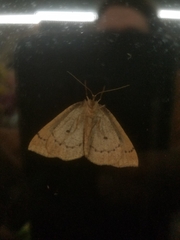 Thallophaga hyperborea