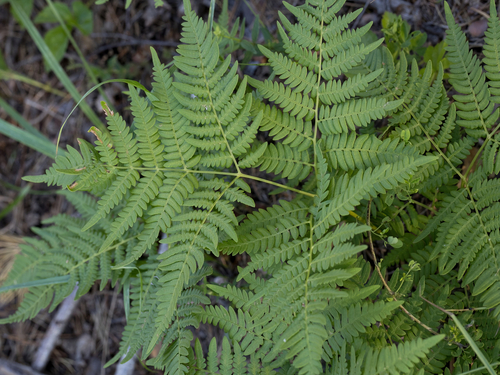 pinewood bracken