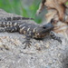 Van Dam’s Girdled Lizard - Photo (c) Jeanette Zitzer, some rights reserved (CC BY-NC-SA), uploaded by Jeanette Zitzer
