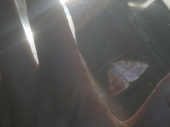 Thallophaga hyperborea