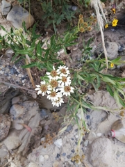 Verbesina boliviana