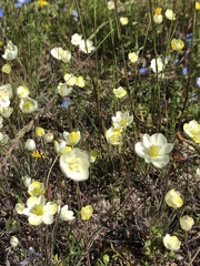Hesperomecon linearis