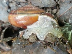Helminthoglypta umbilicata