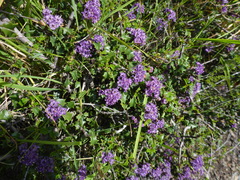 Ceanothus jepsonii