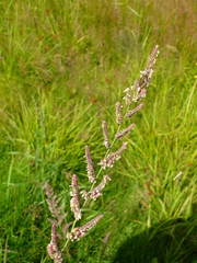 Beckmannia eruciformis