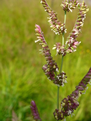 Beckmannia eruciformis