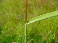 Beckmannia eruciformis