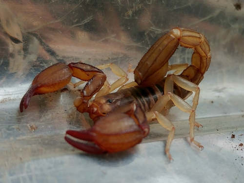Uroctonites montereus