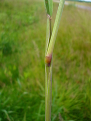 Beckmannia eruciformis