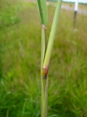 Beckmannia eruciformis