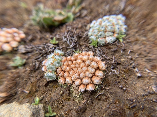 Androsace tapete