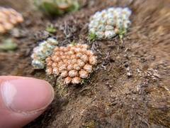 Androsace tapete, photograph (c) TonyT, some rights reserved (CC BY)