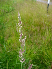 Beckmannia eruciformis