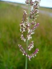 Beckmannia eruciformis