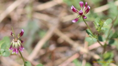 Trifolium gracilentum