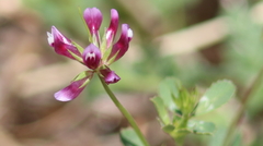 Trifolium gracilentum