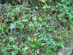 Aconitum fischeri