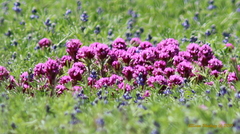 Castilleja exserta